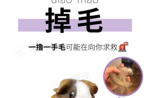 荷兰猪常见疾病及防治方法（了解荷兰猪的常见病症，保护它们的健康）