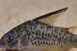 以清理水草养鼠鱼，打造水族箱的生态环境（清理水草对于鼠鱼健康的重要性）