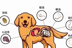 狗狗的驱虫时间和方法（了解狗狗驱虫的必要性，科学选择合适的时间和方法）