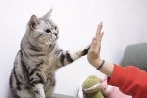 如何训练猫咪和人握手？（提高宠物的互动性，增强主人和猫咪的默契）