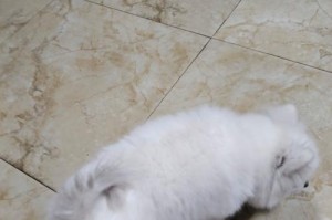 小狗狗尾巴不长毛的原因及解决方法（探索小狗尾巴没有毛的可能原因，提供解决方案让它重新长毛）
