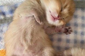 母猫生产前的准备（为母猫提供安全舒适的生产环境）