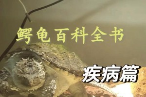 乌龟脱皮的原因及其意义（揭开乌龟脱皮之谜，了解它的奥秘和作用）