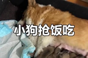 狗狗挤尿频率的合理时间间隔（为什么了解狗狗的排尿时间很重要？）