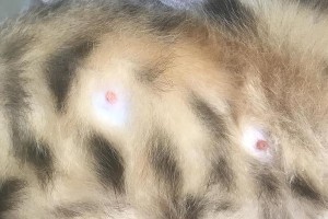 母猫哺乳期乳头紫红的原因及应对方法（母猫哺乳期乳头异常状况的诱因分析与治疗建议）