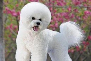 如何训练你的比熊犬——宠物爱好者必看（掌握训练技巧，让比熊犬成为你的好伴侣）