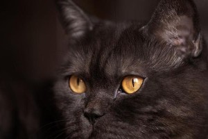 猫眼睛的神秘之谜（黑色眸子中的无尽之奥）