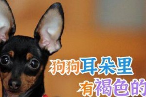 狗狗耳粉的功效与用途（改善狗狗耳部健康，预防感染）