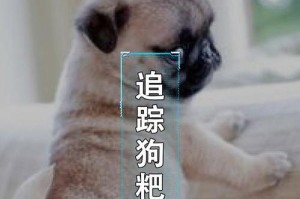 狗狗的基因密码解读——DNA鉴定揭示它的身世之谜（寻找真正的家族，从DNA鉴定开始）
