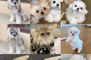 博美犬毛色变化的时刻（探索博美犬不同阶段的毛色变化）
