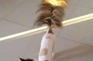 猫喜欢鸡毛的原因剖析（探寻猫对鸡毛的痴迷背后的秘密）