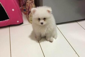 如何让博美幼犬逐步摆脱笼子限制（宠物狗成长必经之路）