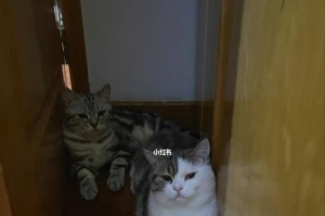 关禁闭对猫咪的时间限制（猫咪关禁闭的时间究竟多久才是最合适的呢？）