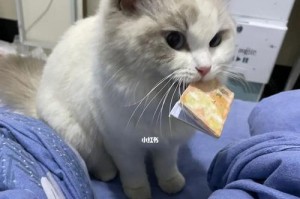 探秘猫咪为何喜欢把东西叼进水里（行为习惯源于野性本能，细节破解猫咪心理）