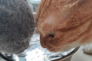 宠物猫的饮水习惯（猫咪爱喝水的原因和建议、如何确保猫咪饮水充足等问题探究）