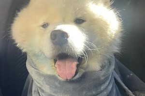 狗拉稀是什么原因？（探究狗拉稀的病因和预防措施）