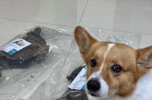 如何为小狗购买所需用品（为你的小狗提供舒适和幸福的生活）