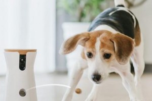 狗狗智商高秘密揭秘（揭示狗狗为什么被称为智能高动物的原因）