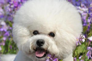 养比熊犬需注意的问题（关于痕与髌骨问题的重要提示）