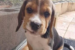 如何正确清理比格犬的耳道（宠物护理技巧，避免耳部感染）