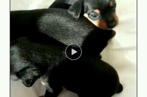 犬之音（通过犬吠解读狗的情感与需求）