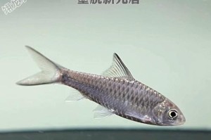 选择便宜实惠的宠物鱼，让你拥有欢乐陪伴（经济实惠的宠物鱼品种推荐及养殖方法）