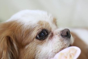狗狗能否吃生鸡蛋？（深入探究狗狗食用生鸡蛋的利弊与注意事项）