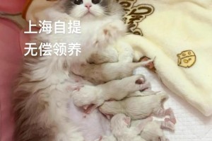 以喂奶的猫猫吃什么？（为您详解喂奶猫猫的饮食需求）