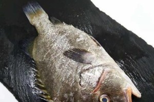 三角鲷的饲养方法（打造健康美丽的水族世界）