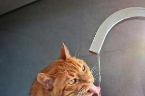 猫咪的水上乐园（探寻猫咪对水的兴趣与享受，拥抱与水共舞的秘密）