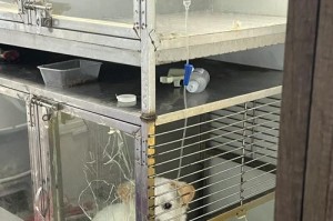 细小生物在水中的存活时间及影响因素（探究细小生物在水中存活时间的关键因素及其意义）