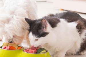 如何给猫咪提供有营养的饮食（营养均衡的猫粮是猫咪的最佳选择）