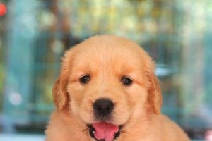 金毛犬能否吃鸡蛋？（饲养金毛犬时，有必要了解鸡蛋的营养价值）