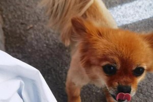 金毛摇尾巴之喜悦与表达（揭秘金毛摇尾巴的原因与意义）