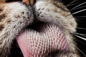 猫的舌头（了解猫的舌头）