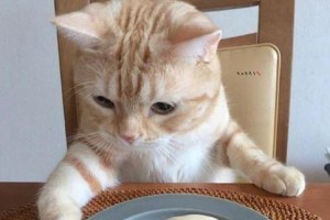猫咪能否吃咸的食物？（咸味食物对猫咪的影响与解决方法）