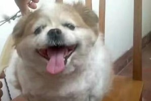 狗狗生命垂危的症状及预防方法（警惕狗狗健康的“危险信号”，及时保护它们的生命）