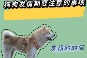 泰迪流血的注意事项（宠物狗流血后的正确处理方法与预防措施）