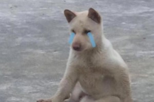 狗狗流眼泪的原因及解释（揭开狗狗眼泪背后的秘密）