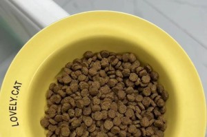 猫猫怀孕期间应该吃什么？（为您的孕猫提供合适的饮食和营养）