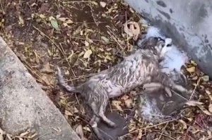 被下药的狗狗能活多久？（毒药之下，狗狗的生命何去何从？）