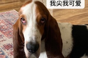 狗脖子上的转转装置（探索狗脖子上神奇的转转装置，了解它的原理和用途）