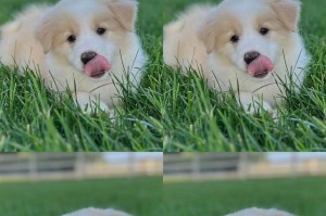 边牧疫苗接种的重要性与时机选择（为你的爱犬提供全面的健康保护）