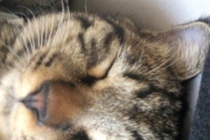 猫咪呼噜之谜（探究猫咪呼噜的原因及意义）