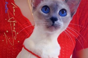 小猫眼睛红色，如何选择合适的眼药水？（解决猫咪红眼问题的关键）