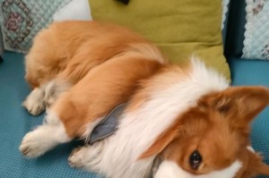 柯基换毛期的时间长久吗？（探究柯基换毛期的持续时间和特点）