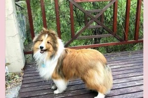 喜乐蒂牧羊犬和苏格兰牧羊犬的区别（探索两个牧羊犬品种的特点和用途）