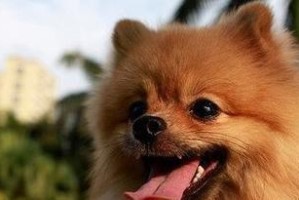 博美幼犬之死——探究宠物养护的重要性（基于真实故事的警醒，宠物的生命同样珍贵）