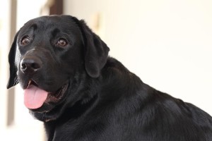为什么黑色的拉布拉多犬偏贵？（探究黑色拉布拉多犬价格高的原因及其特点）