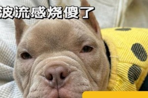 狗高烧的症状和处理方法（了解如何判断和缓解狗高烧的不适）